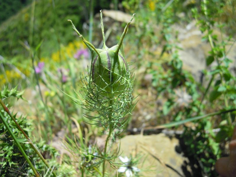 Nigella damascena